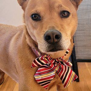 Dog bow ties set of 2